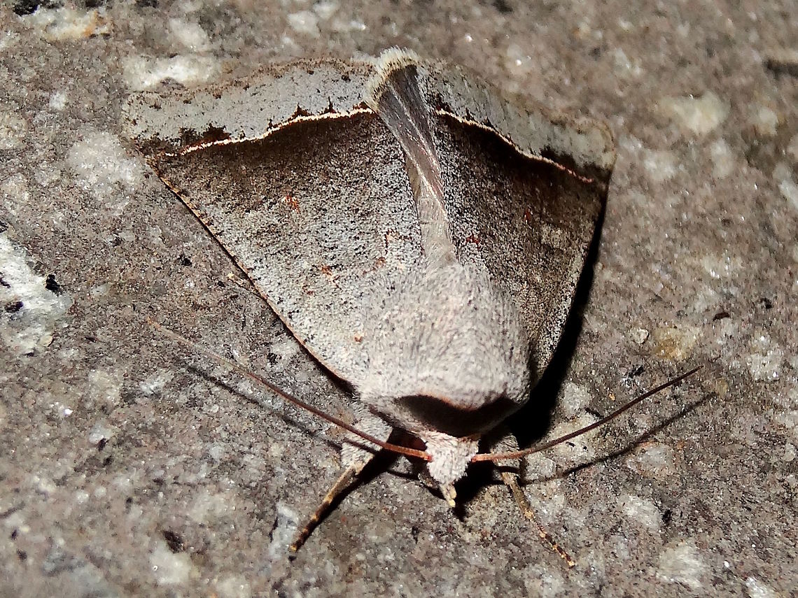 Masked moth (Pantydia sparsa) About 40mm wingspan. An attractive pattern of greys and this one has a fine wavy yellow line near the outer margin. Yet another version of this highly variable moth. Different markings to the other 2 I have found. <br />
Under strong night lights at the local school.<br />
Larvae feed on a wide range of plants. Found in all states of Australia plus Norfolk Island and New Zealand.  API,Australia,Fall,Geotagged,Noctuidae,Pantydia sparsa
