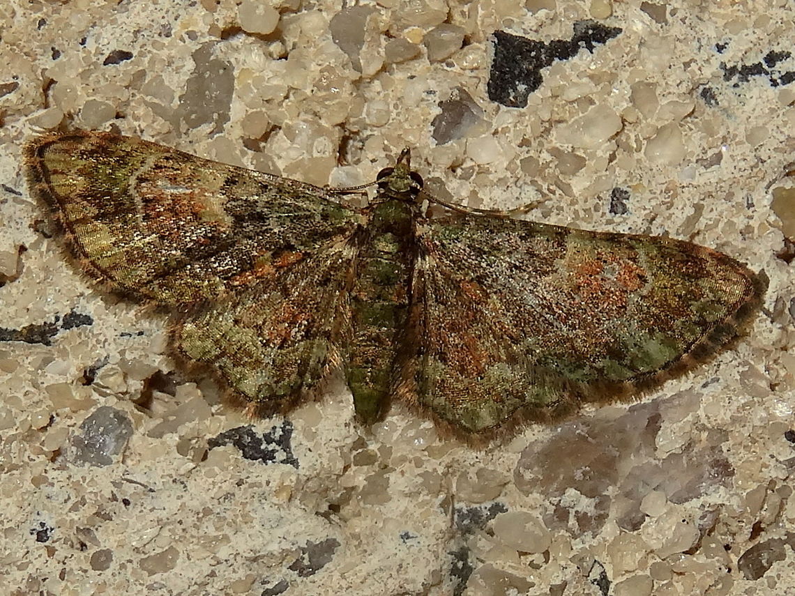 Green and Brown Carpet (Chloroclystis catastreptes) A tiny moth of about 20mm wingspan. <br />
Attractive tan and green wavy patterns typical of Larentiinae.<br />
Resting under night lighting at the local school at night.<br />
This one seems a little out of known range but seen a few times now. Australia,Chloroclystis catastreptes,Geotagged,Spring,geometridae