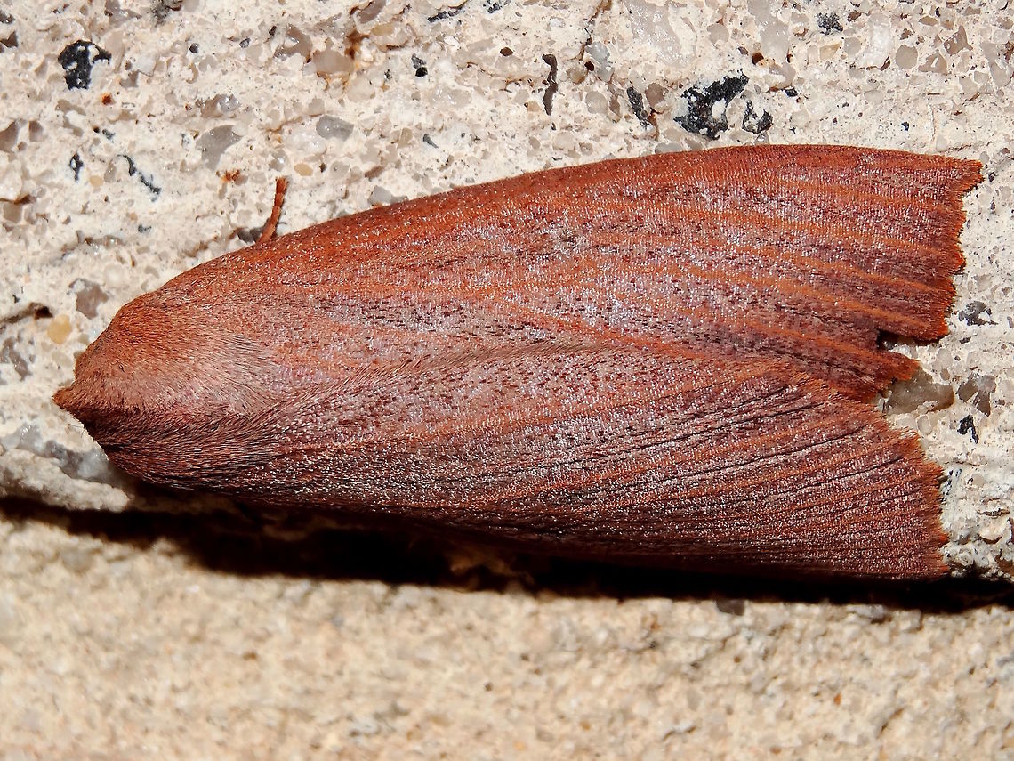 Geometrid moth (Paralaea porphyrinaria) Shaped like an upturned racing dinghy and coloured with attractive vanished timber tones, and simple, clear, red-orange veins. A small, smooth tuft on the head would form the knuckle on the bow. Under wings revealed cream with black near outer margin. If this was a bit bigger I could turn it over, rig it and go for a sail.<br />
Attracted to security lighting at night at the local school.<br />
An unusual resting posture for a geometrid, this moth develops from an attractive green larva with flat red shields for a face. It eats eucalyptus. Australia,Fall,Geotagged,Paralaea porphyrinaria,geometridae