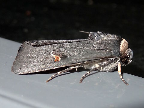 Comma moth (Proteuxoa cinereicollis) A handsome little graphite black moth with a gold tadpole on the wing, a line of fine dots on the costa, and a fur collar both of gold and white. About 15mm long.
Attracted to night lights at the local school.
Not much detail around on this. No common names found.  Australia,Fall,Geotagged,Proteuxoa cinereicollis
