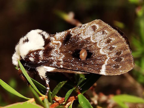 Crexa moth (Genduara punctigera) About 30mm long. 
Found in a local nature reserve. Australia,Genduara punctigera,Geotagged,Summer