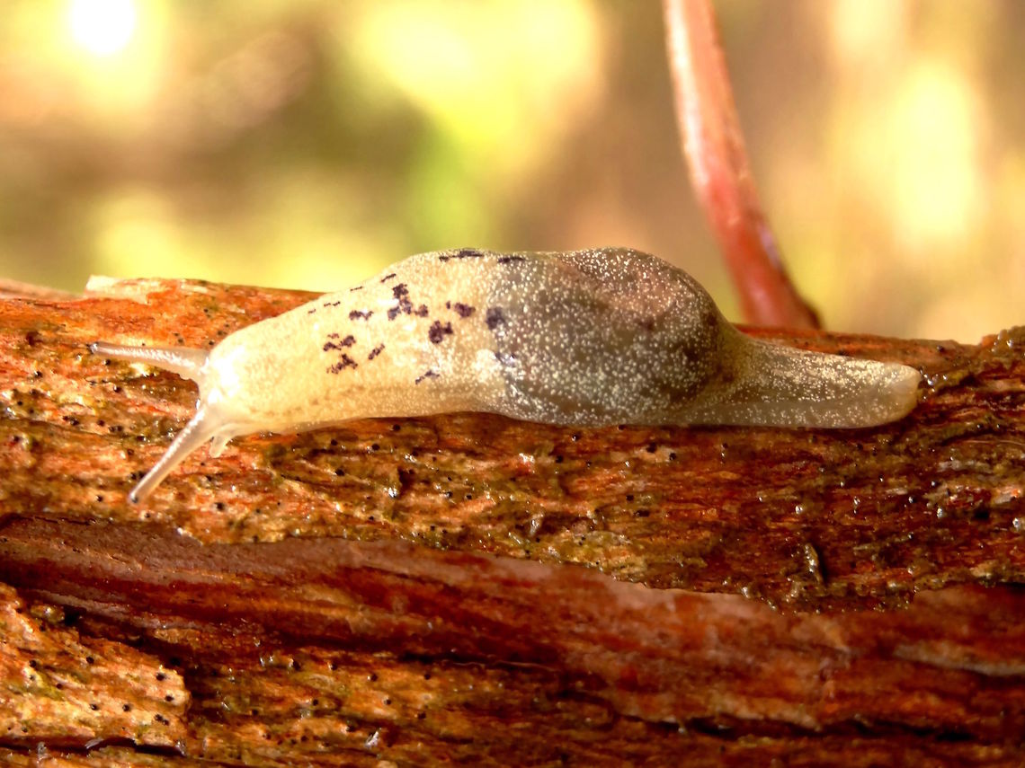 Native tree slug (Cystopelta purpurea) Shell-less snail or lumpy slug. <br />
Never saw these before but some extraordinary rains produced hundreds in a local leptospermum forest.<br />
They turned out to be of only four native slug species in Victoria, Australia.<br />
About 35mm long fully extebded. Australia,Cystopelta purpurea,Geotagged,Native slug,Spring