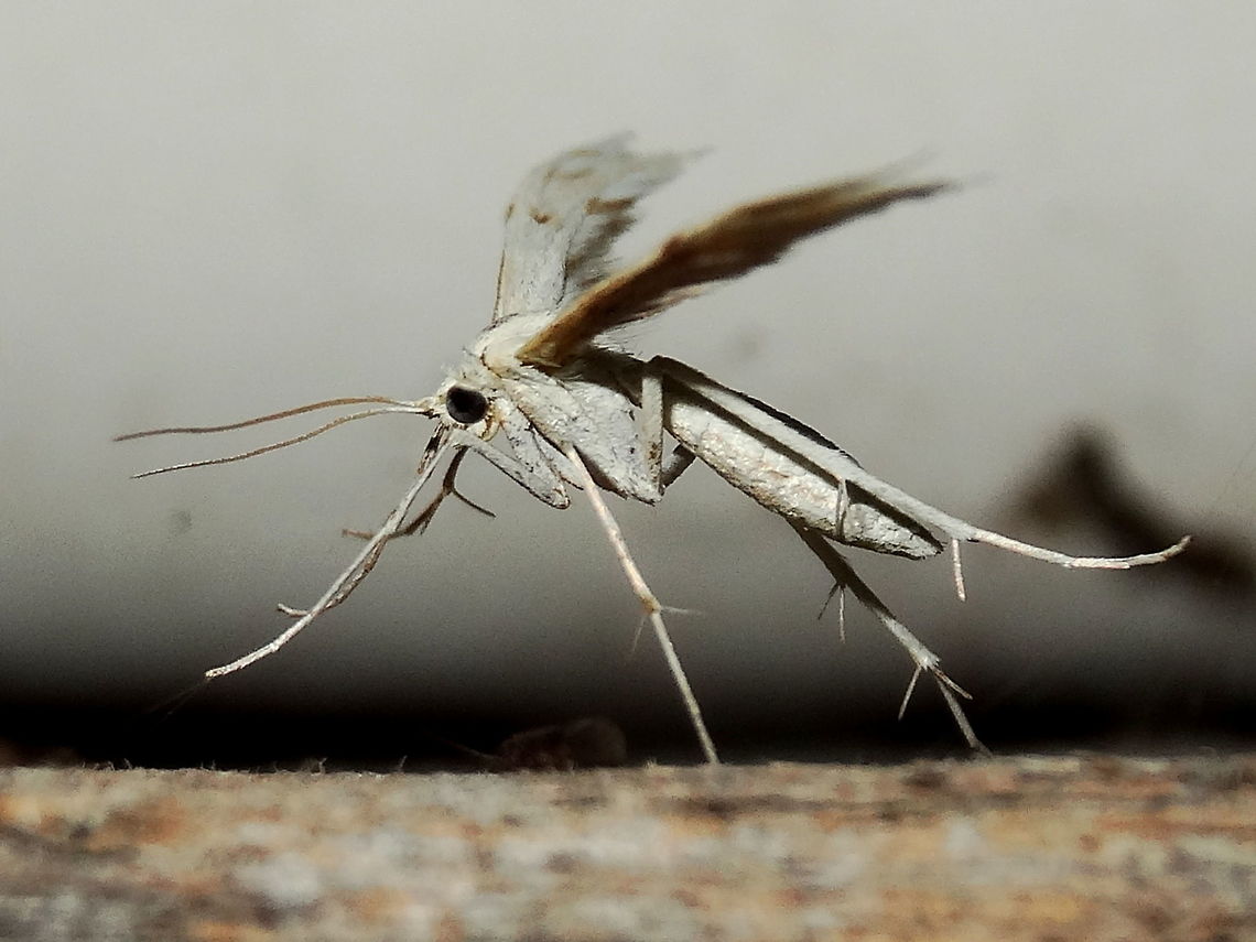 Horehound plume moth (Wheeleria spilodactylus) Found roadside next to Dandenong Ranges National Park.<br />
Resting under lights on a lamp post. About 24mm wing span.<br />
These were introduced to Australia to control Marrubium vulgare and seem to be thriving. Australia,Geotagged,Spring,Wheeleria spilodactylus