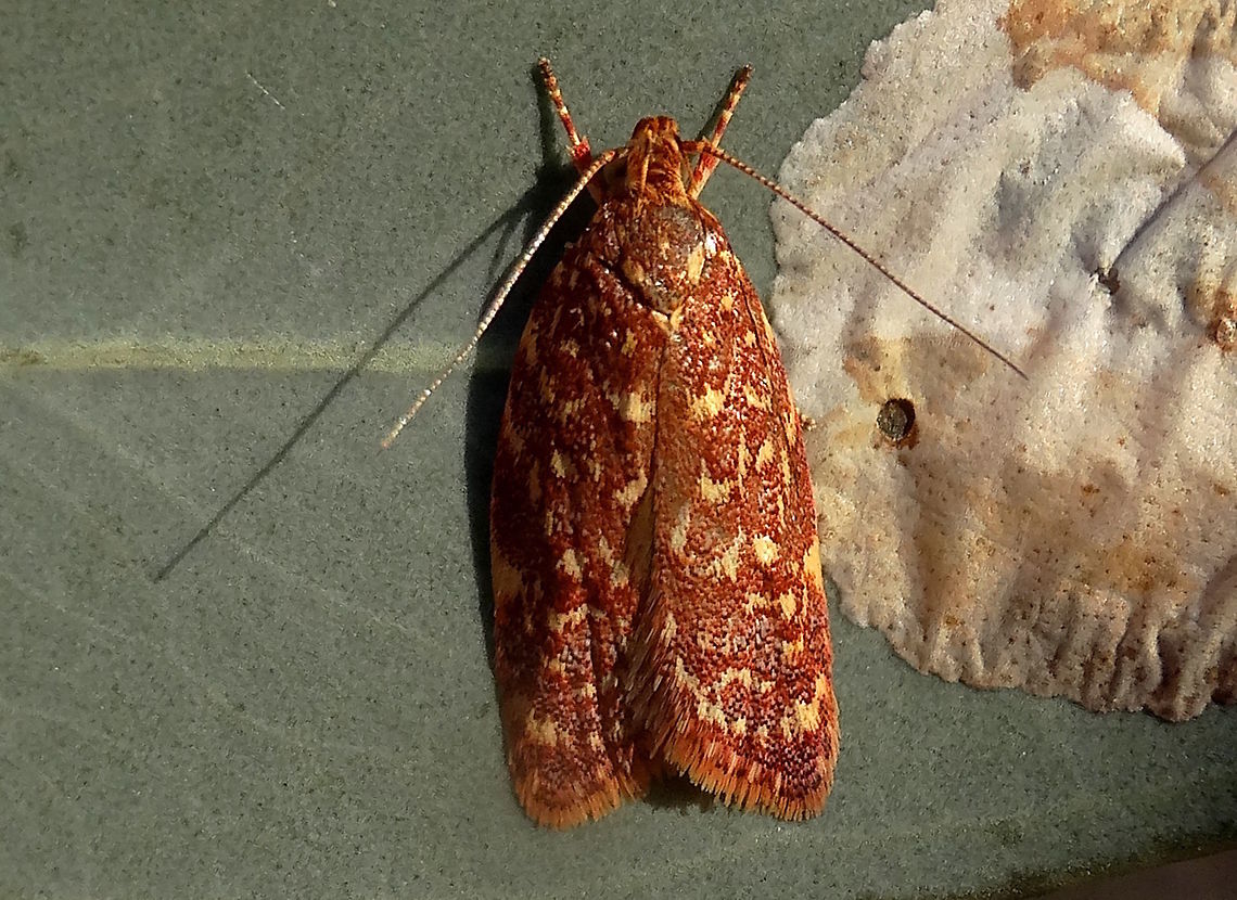 Red yellow wingia (Syringoseca rhodoxantha) Found on eucalyptus in a local nature reserve.<br />
Wingia subgroup 11.<br />
Glenfern Valley Reserve.<br />
About 12mm long Australia,Geotagged,Oecophoridae,Summer,Syringoseca rhodoxantha