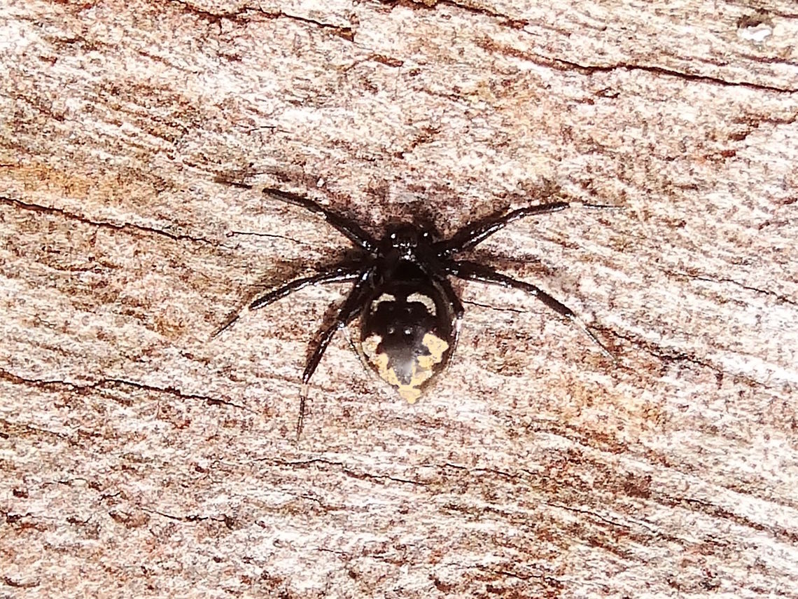 Rapid comb-footed Spider (Euryopis splendens) Only 2-3mm long this spider displayed some strange behaviours. <br />
When running it was so fast I was certain it must be flying. <br />
When it stopped it always buried it&#039;s head into a tiny depression or crevice, raising it&#039;s abdomen and wrapped it&#039;s front legs over the other pairs and around the sides of it&#039;s abdomen. It would then hold that position for many minutes. I got the impression it thought it was hiding.<br />
Back yard garden wall.<br />
I would love a better camera for this one.<br />
 Australia,Euryopis splendens,Geotagged,Summer,ant hunter,australia,spider