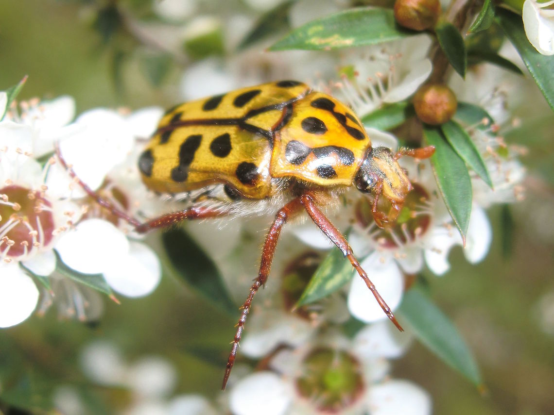 Spotted flower chafer (Neorrhina punctatum) About 20mm long. Several of these were found on each of several flowers.<br />
On melaleuca in a local nature reserve.<br />
In a short season they appear in numbers suddenly then equally suddenly they are gone. Australia,Geotagged,Neorrhina punctata,Punctate flower chafer,Summer