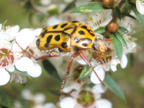 Spotted flower chafer (Neorrhina punctatum) About 20mm long. Several of these were found on each of several flowers.
On melaleuca in a local nature reserve.
In a short season they appear in numbers suddenly then equally suddenly they are gone. Australia,Geotagged,Neorrhina punctata,Punctate flower chafer,Summer