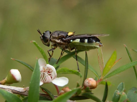 Soldier fly (Stratiomyidae spp) Green abdomen..Small soldier fly.. yet to determine species. 
About 12mm long.
Possibly genus Odontomyia
https://www.flickr.com/photos/31031835@N08/6556006331 Australia,Geotagged,Summer,stratiomyidae