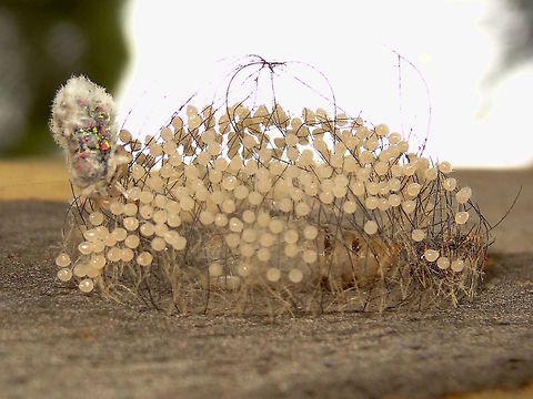 Clouded footman ♀, cocoon, eggs (Anestia ombrophanes) An oval shaped open-weave cocoon made from the hairs of a very hairy caterpillar.  The remains of the pupal sheath can be seen within the cocoon. 
After the wingless female moth (top, left on matrix) has pupated she emerged to lay her tiny, pearly eggs all over the matrix and died when finished. 
The whole structure is about 25mm long. 
On a Corymbia maculata trunk in a local nature reserve.
The male moth can be seen here...
https://www.jungledragon.com/image/39328/clouded_footman_anestia_ombrophanes.html Anestia ombrophanes,Australia,Geotagged,Summer