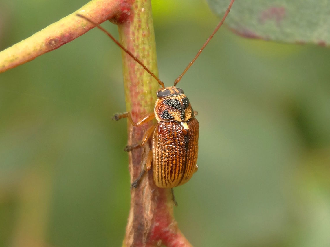 Case bearing leaf beetle (Cadmus aurantiacus) Wandering around on newer stems of a eucalyptus sapling in a nature reserve incorporating stringybark, acacias, pomaderris, pittosporum, assorted woody shrubs and grasses.<br />
About body length 12mm<br />
Cryptocephalinae ->  Australia,Cadmus aurantiacus,Cryptocephalinae,Geotagged,Spring