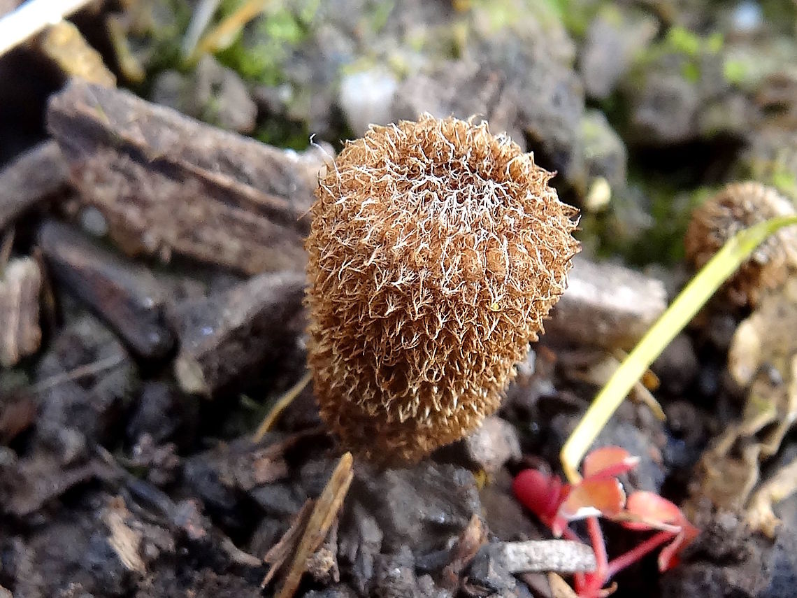 Bird's nest fungi (Cyathus striatus) Yet to open and reveal it's peridioles... <br />
ID from other mature specimens nearby<br />
 Australia,Cyathus striatus,Fluted bird's nest,Geotagged,Winter
