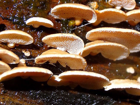 Little Pin Pong Bats (Panellus pusillus) Small, saprobic, open-pored brackets common on living and dead timber.
Each is about 20mm wide maximum but often much smaller.
Found in a local nature reserve. Australia,Geotagged,Panellus pusillus,Winter