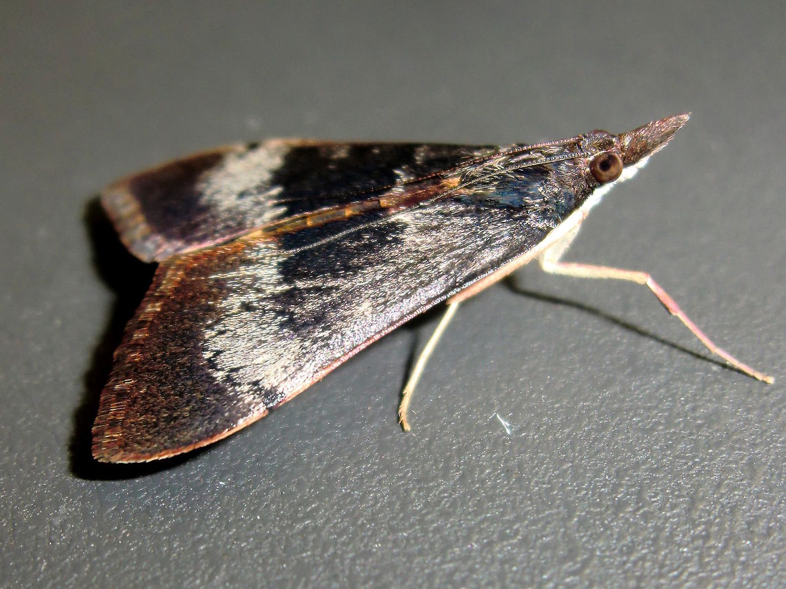 Tree Lucerne Moth (Uresiphita ornithopteralis) These moths are highly variable and there is often discussion about the pale eastern and the dark western varieties.<br />
We are lucky to find both. This one is the darkest form I&#039;ve found and was attracted to lights at night.<br />
About 24mm long overall. Australia,Geotagged,Summer,Uresiphita ornithopteralis