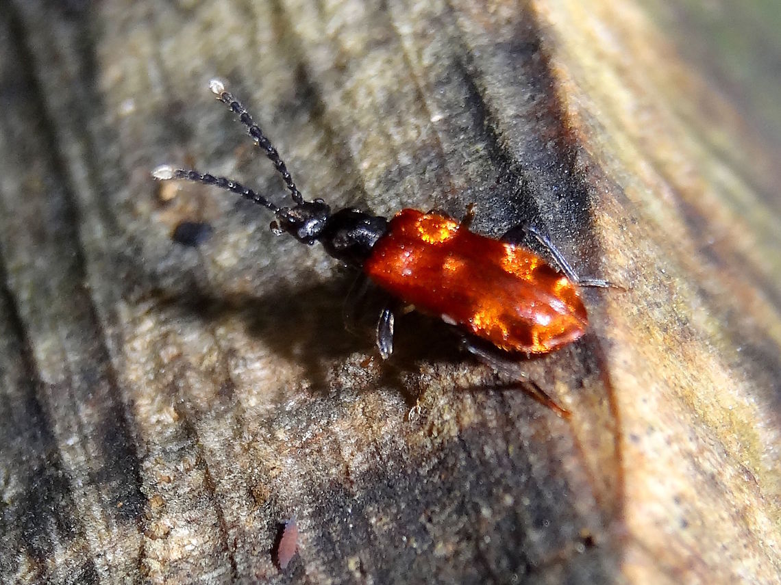Brake-lights beetle (Lemodes coccinea) About 14mm long with iridescent red/orange patches on a darker red background. <br />
These patches are particularly bright on the rear end and vary according to lighting angles.<br />
Exploring a large, barkless eucalyptus log in a local nature reserve. Australia,Geotagged,Lemodes coccinea,Winter