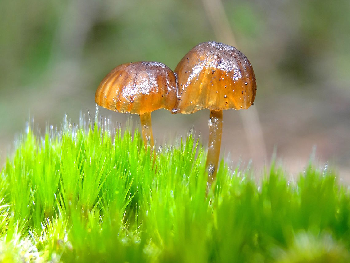 Jelly head fungi (?) These tiny translucent caps appeared on the top of an old burnt log which was also covered with various worts, lichens and mosses.<br />
It wisas possible they could have the fungal component of a lichen?<br />
Found in a local nature reserve. <br />
Genus and species unknown so far, Australia,Geotagged,Winter