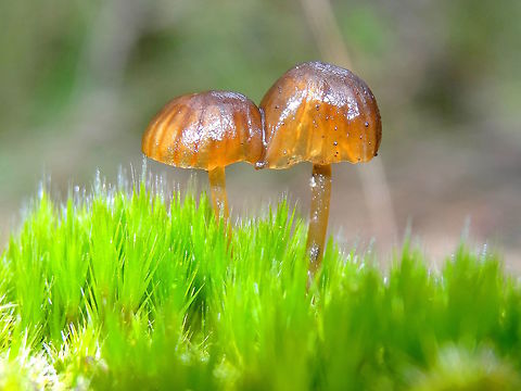 Jelly head fungi (?) These tiny translucent caps appeared on the top of an old burnt log which was also covered with various worts, lichens and mosses.
It wisas possible they could have the fungal component of a lichen?
Found in a local nature reserve. 
Genus and species unknown so far, Australia,Geotagged,Winter