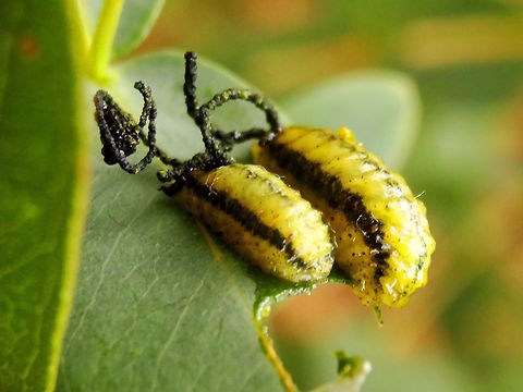 G.scutellatus larvae (Gonipterus scutellatus) Nobody seems to know why but these larvae have a habit of building extensive coils of dried frass as they eat and grow. Maybe it's a distraction to potential predators.
Larvae are about 12mm long and the frass coils are sometimes 2 or 3 times larger than these.
Found in a local state reserve on eucalyptus leaves. Australia,Fall,Geotagged,Gonipterus scutellatus,frass,larva,larvae,weevil