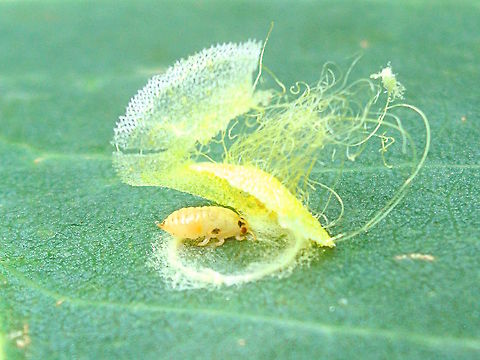 White Lace Lerp (Cardiaspina albitextura) Some psyllids build tiny houses from a sugary substance and cover with golden fairyfloss. (A bit like the witches house in Hansel and Gretel) 
The dome had a fine diagonal woven texture and the largest ones were about 6mm across. 
The creature itself was nymphal, shades of yellow with a soft, ribbed body, a couple of spots on either side, and a yellow mouth tube.
I lifted one side of this lerp trying not to damage it and, being a sugary, mix I was able to moisten the raised edge and 'glue' it back to the leaf. I think it worked well. I haven't seen these golden coloured ones before and wonder about the fact that the creature is a similar colour. I also considered the fact that often we find just the domes with no floss on top and maybe the floss is highly vulnerable to dissolving in a light rain or even overnight dew. Based on this idea I suspect these might be very fresh ones. 
On older leaves of a eucalyptus in a local nature reserve.
The name 'lerp' comes from the aboriginal word 'larp' Dense colonies create thick encrustations and were often collected for food.  'Cardiaspina albitextura Taylor, 1962' commonly known as the 'White Lace lerp"
Like miniature cicadas these creatures create unique micro-sounds... http://www.psyllids.org/CardiaspinaSOUND.htm Australia,Cardiaspina albitextura,Geotagged,Summer,White Lace Lerp