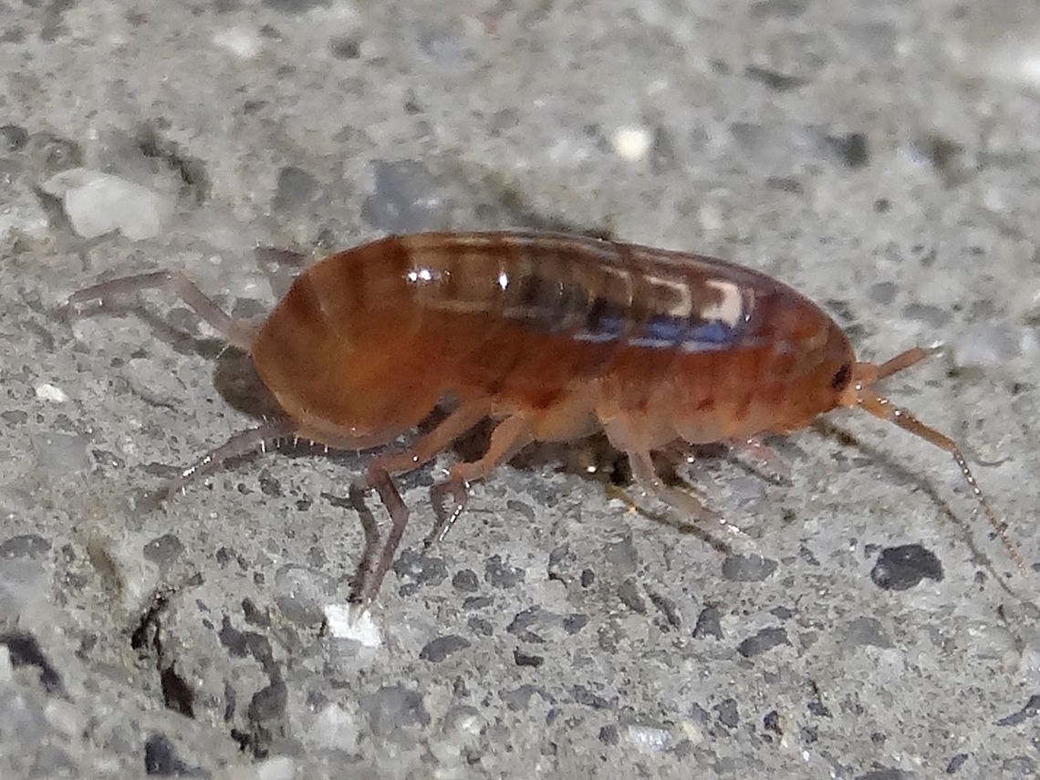 Land shrimp (Arcitalitrus sylvaticus) Approximately 8mm long. Five pairs of legs. Slightly translucent. Some are pink or grey or a mix. When they die they turn bright pink (like a cooked crustacean)<br />
Found on a concrete wall at the local school.<br />
 Arcitalitrus sylvaticus,Australia,Australian Land shrimp,Geotagged,Winter