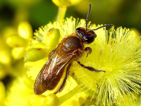 Native bee (Exoneura sp.) Possibly Exoneura bicolor ? yet to confirm..
About 12mm long. Found in a local nature reserve on acacia.
http://bie.ala.org.au/species/urn:lsid:biodiversity.org.au:afd.taxon:06f0cbd9-82e9-44c8-b3aa-aa39cc2614ee#tab_gallery Australia,Exoneura,Geotagged,Native bee,Winter
