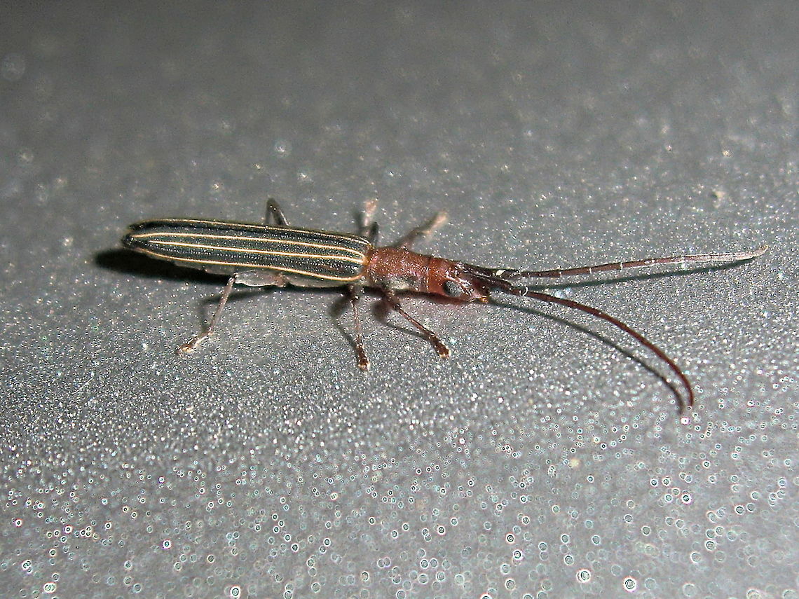 Striped longicorn (Syllitus rectus) One of the smallest cerambycids I have found but with a handsome striped outfit.<br />
About 12mm long.<br />
Found under night lights outside the local national park. Australia,DRNP,Geotagged,Summer,Syllitus rectus