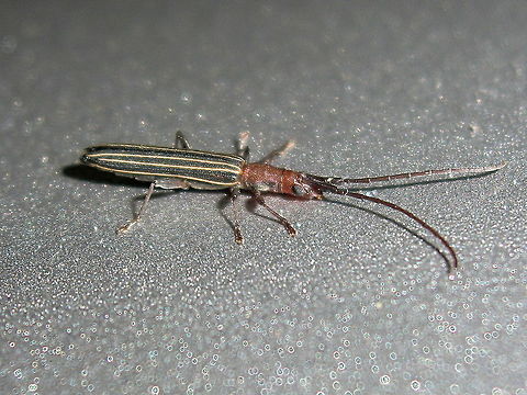 Striped longicorn (Syllitus rectus) One of the smallest cerambycids I have found but with a handsome striped outfit.
About 12mm long.
Found under night lights outside the local national park. Australia,DRNP,Geotagged,Summer,Syllitus rectus