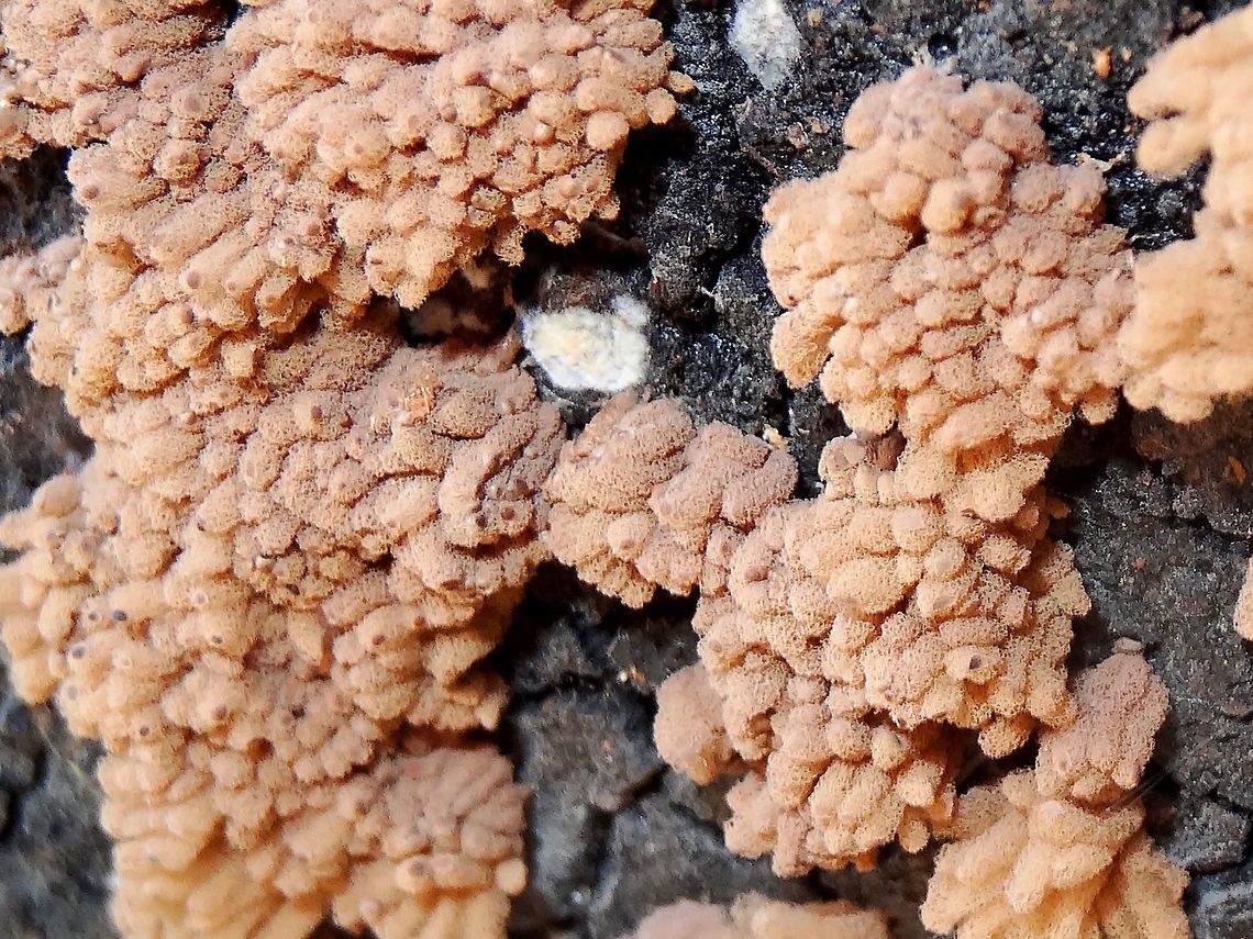 Long fluffy slime mould (Arcyria sp) Possibly Arcyria obvelata or A nutans<br />
A large cluster was found on the end of a huge Pinus radiata log in a local nature reserve. Arcyria,Australia,Fall,Geotagged