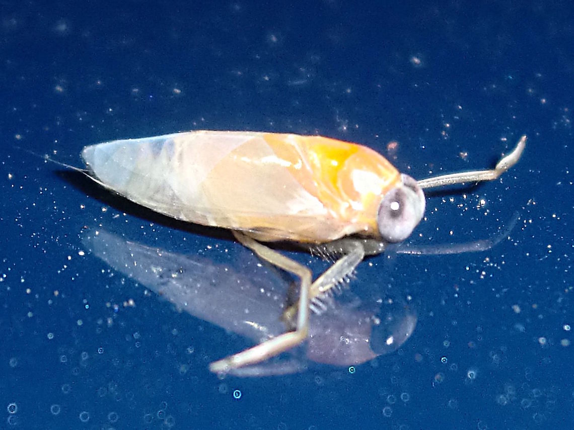 Waterbug or backswimmer (Notonectidae spp) About 5mm long; attracted to lights near midnight; adjacent to national park in very dry conditions.<br />
Yet to find genus or species. Australia,Geotagged,Notonectidae,Summer