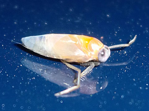 Waterbug or backswimmer (Notonectidae spp) About 5mm long; attracted to lights near midnight; adjacent to national park in very dry conditions.
Yet to find genus or species. Australia,Geotagged,Notonectidae,Summer