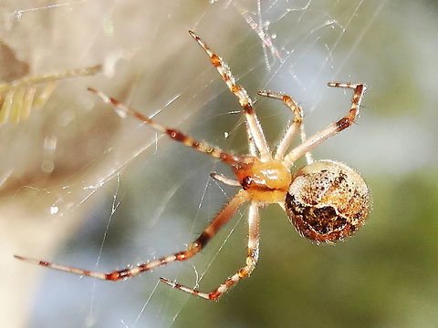 Scaffold web spider (Cryptachaea veruculata) This spider built an untidy tangled web in a depression on the trunk of a smooth barked eucalyptus. 
Size approximately 8mm body length..
The high abdomen and the ringed legs are characteristic of Achaearanea.
I think Ed Nieuwenhuys has the same species and has written 'Achaearanea/Theridon? ZZ011 with ant.' here... http://ednieuw.home.xs4all.nl/australian/theridiidae/Theridiidae.html
http://bie.ala.org.au/species/urn:lsid:biodiversity.org.au:afd.taxon:0d1629aa-f5f0-4b76-96f3-71b7ec26225b#tab_gallery
Moved from Achaearanea to Cryptachaea in 2008 
http://bie.ala.org.au/species/Cryptachaea+veruculata# 
 Achaearanea,Australia,Cryptachaea veruculata,Geotagged,Spring,Theridiidae,cobweb weaver,comb-footed spiders