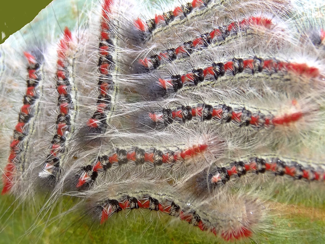 Long tailed bombyx larvae (Trichiocercus sparshalli) I had heard about these larvae clustering like sawfly larvae but have not seen it before. I suspect they only do it when very young as older specimens I have found are always solitary. These were in a tight group of about 50. This species was originally described from a single moth found in 1821 in England but has never been seen outside SE Australia since... a single reverse convict.<br />
<figure class="photo"><a href="https://www.jungledragon.com/image/36390/long_tailed_bombyx_trichiocercus_sparshalli.html" title="Long tailed Bombyx (Trichiocercus sparshalli)"><img src="https://s3.amazonaws.com/media.jungledragon.com/images/2532/36390_thumb.jpg?AWSAccessKeyId=05GMT0V3GWVNE7GGM1R2&Expires=1769040010&Signature=zkhZ68UjlAbyRaeyxsfs0ktYZBU%3D" width="200" height="150" alt="Long tailed Bombyx (Trichiocercus sparshalli) This moth has an extraordinary history. Although endemic to south eastern Australia, it was first described from a specimen found on a tree in England in 1829 ! The species or genus hasn't been found outside Australia since. A real mystery. <br />
This one was attracted to night lights near the local national park.<br />
The caterpillars are quite impressive ...<br />
http://www.jungledragon.com/image/36659/sparshalli_moth_larva_trichiocercus_sparshalli.html<br />
http://www.jungledragon.com/image/37769/long_tailed_bombyx_larvae_trichiocercus_sparshalli.html<br />
 Australia,Geotagged,Spring,Trichiocercus sparshalli" /></a></figure> Australia,Geotagged,Summer,Trichiocercus sparshalli