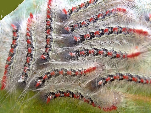 Long tailed bombyx larvae (Trichiocercus sparshalli) I had heard about these larvae clustering like sawfly larvae but have not seen it before. I suspect they only do it when very young as older specimens I have found are always solitary. These were in a tight group of about 50. This species was originally described from a single moth found in 1821 in England but has never been seen outside SE Australia since... a single reverse convict.
http://www.jungledragon.com/image/36390/long_tailed_bombyx_trichiocercus_sparshalli.html Australia,Geotagged,Summer,Trichiocercus sparshalli