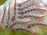 Long tailed bombyx larvae (Trichiocercus sparshalli) I had heard about these larvae clustering like sawfly larvae but have not seen it before. I suspect they only do it when very young as older specimens I have found are always solitary. These were in a tight group of about 50. This species was originally described from a single moth found in 1821 in England but has never been seen outside SE Australia since... a single reverse convict.<br />
http://www.jungledragon.com/image/36390/long_tailed_bombyx_trichiocercus_sparshalli.html Australia,Geotagged,Summer,Trichiocercus sparshalli