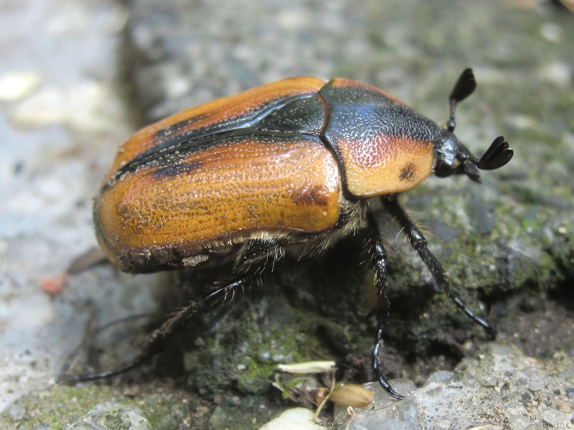 Cowboy beetle (Chondropyga dorsalis) Many of these were around last summer. A large and clumsy scarab type about 25mm body length.<br />
They would have to be the loudest and worst flyers I've ever seen crashing into anything and everything... drunken cowboy beetle might be a better common name.  Australia,Chondropyga dorsalis,Geotagged,Summer