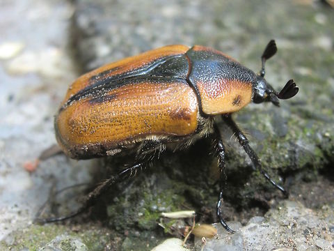 Cowboy beetle (Chondropyga dorsalis) Many of these were around last summer. A large and clumsy scarab type about 25mm body length.
They would have to be the loudest and worst flyers I've ever seen crashing into anything and everything... drunken cowboy beetle might be a better common name.  Australia,Chondropyga dorsalis,Geotagged,Summer