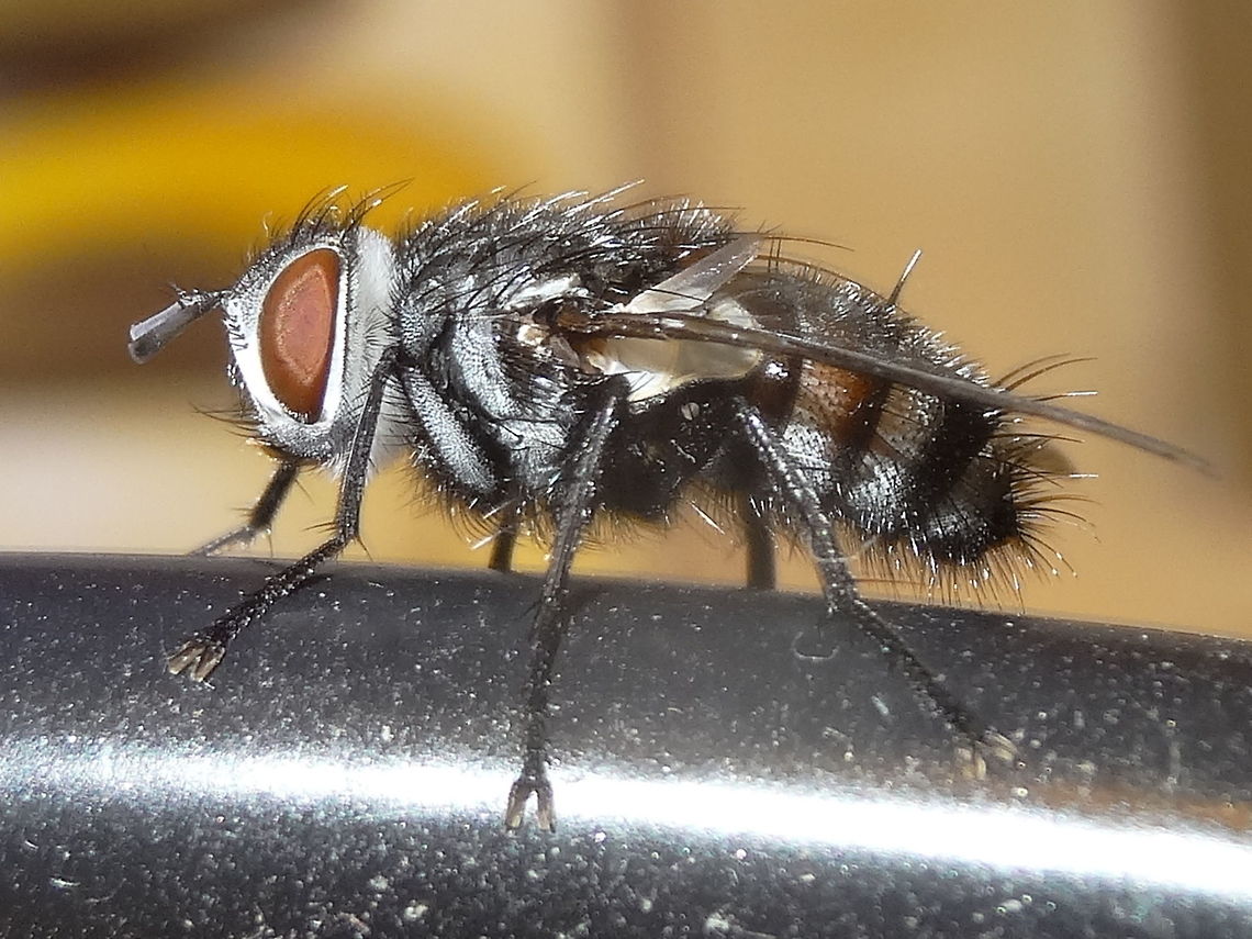 Cup moth parasite fly (Winthemia sp.) About 9 months previous to this shot I found a moth  (Doratifera vulnerans) cocoon which was slightly unusual in size, colour and location so I decided to grow it out. <br />
Shock, horror and delight when a fly finally opened the lid, climbed out and stretched it's wings. <br />
About 14mm long. <br />
Target moth can be seen here..  <br />
<figure class="photo"><a href="https://www.jungledragon.com/image/36664/mottled_cup_moth_doratifera_vulnerans.html" title="Mottled Cup Moth ♂ (Doratifera vulnerans)"><img src="https://s3.amazonaws.com/media.jungledragon.com/images/2532/36664_thumb.jpg?AWSAccessKeyId=05GMT0V3GWVNE7GGM1R2&Expires=1770854410&Signature=o8coahqLIb7%2FsCu%2FvcAKv5%2B0yxc%3D" width="200" height="150" alt="Mottled Cup Moth ♂ (Doratifera vulnerans) This male moth was grown out and released after pupation. The larva was found here... <br />
http://www.jungledragon.com/image/36663/mottled_cup_moth_doratifera_vulnerans.html <br />
I particularly like the net pattern on the wings and the moth was surprisingly silky. <br />
Pupation took seven months.<br />
About 22mm long. Australia,Doratifera,Doratifera quadriguttata,Doratifera vulnerans,Geotagged,Mottled Cup Moth,Spring,moth week 2018" /></a></figure> <br />
Target larva here... <br />
<figure class="photo"><a href="https://www.jungledragon.com/image/36663/mottled_cup_moth_doratifera_vulnerans.html" title="Mottled Cup Moth ♂ (Doratifera vulnerans)"><img src="https://s3.amazonaws.com/media.jungledragon.com/images/2532/36663_thumb.jpg?AWSAccessKeyId=05GMT0V3GWVNE7GGM1R2&Expires=1770854410&Signature=kGNqVuBd%2FMRHeLN5OeBEslcEbYw%3D" width="200" height="150" alt="Mottled Cup Moth ♂ (Doratifera vulnerans) Also called spitfire caterpillar these can cause a nasty sting from those spines which are everted when the larva feels threatened.<br />
The twisted grey lateral shading indicates that changes are beginning and within the hour this one will form a hardened brown cup around itself in which it pupates. The cup is firmly attached to a eucalyptus stem and looks almost exactly like a gum nut... great camouflage. Another interesting feature of these caterpillars is that they have no legs and move around on a full-length 'foot' rather like a slug. <br />
About 25mm long.<br />
I know this is a male only because I grew it out to adult. <br />
Although these cups are a clever disguise the introduced European wasp decimates them.<br />
<br />
http://www.jungledragon.com/image/36664/mottled_cup_moth_doratifera_vulnerans.html  Australia,Caterpillar,Doratifera vulnerans,Fall,Geotagged,Larva,Mottled Cup Moth,mimicry,moth week 2018" /></a></figure> Australia,Caterpillar parasite,Geotagged,Spring,Winthemia