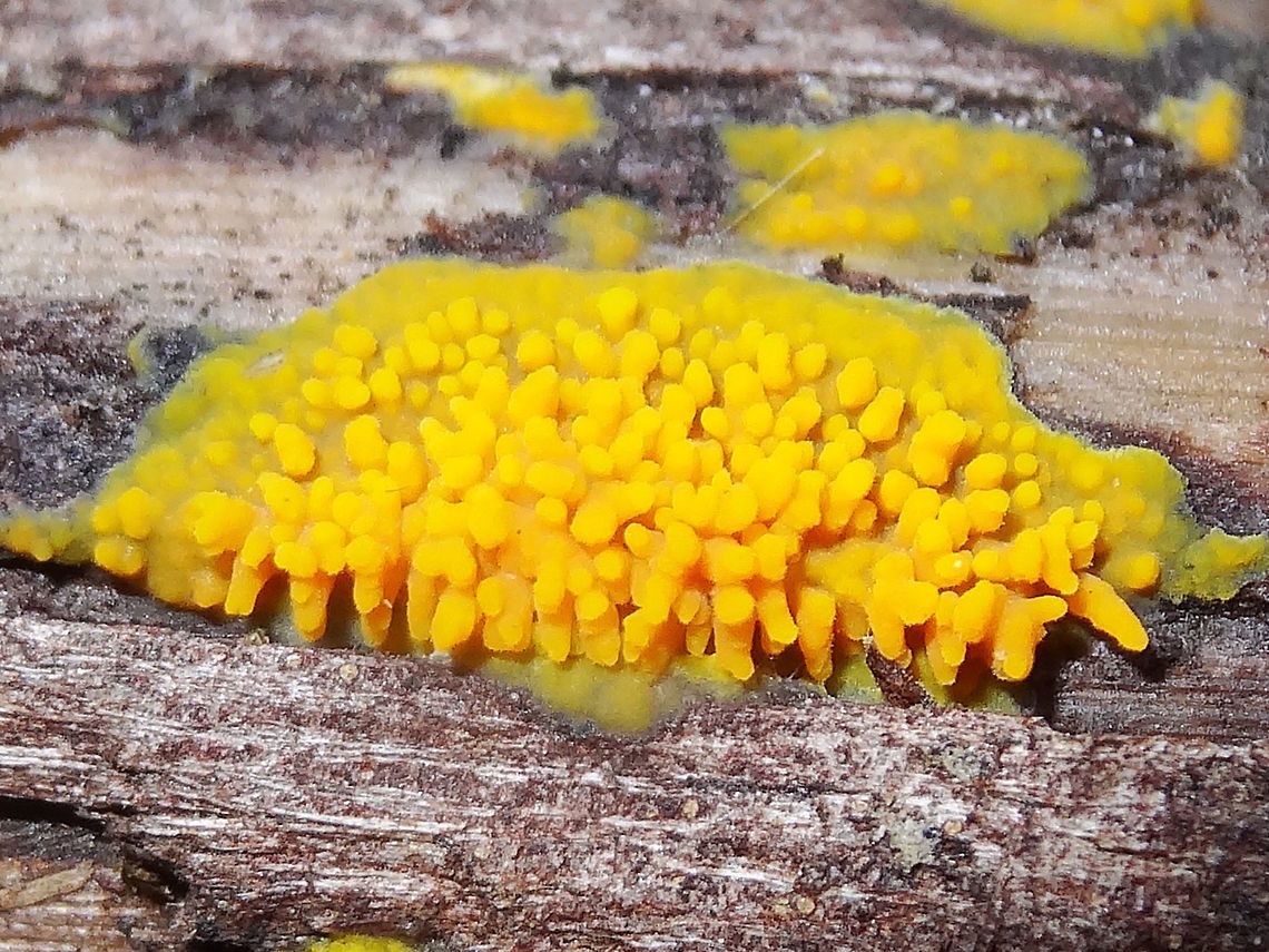 Golden tooth fungus Not slime mould. &quot;Phlebia subceracea&quot; or syn. Mycoacia subceracea<br />
On a moist eucalyptus log in a local nature reserve.<br />
<a href="https://bie.ala.org.au/species/79c35324-0e92-4ff9-8a76-3be886343303#overview" rel="nofollow">https://bie.ala.org.au/species/79c35324-0e92-4ff9-8a76-3be886343303#overview</a> Australia,Fall,Geotagged