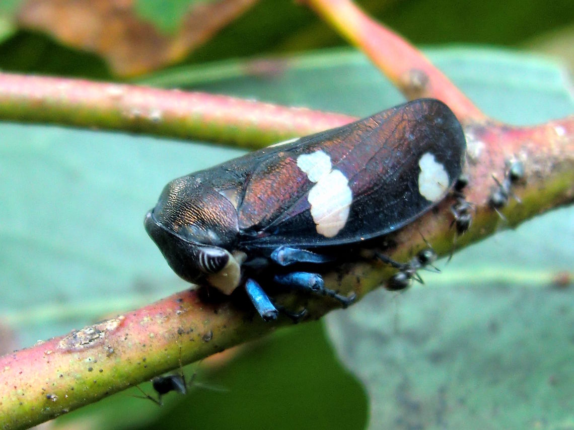 Gum treehopper (Eurymela distincta) Hypnotic black-white eyes; blue tube femurs; deep copper-blue-bronze patina over dark gloss; white patches on either shoulder and on either flank; attended and groomed by mid-sized, unknown local ant species.<br />
Found on a local endemic species of eucalyptus.<br />
The metallic patina is attributable to brochosomes. These are tiny geodetic spherical structures (a bit like Buckminster fullerenes ) which are only known to be naturally produced by these creatures. They produce them internally and, after moulting, excrete some through their anus, spreading it all over their body in a grooming session. The resulting coating looks and behaves like a super-wax which protects the insect from the sticky sugary substances it makes later to feed the ants. There are also suggestions that some species might use the brochosomes to protect their eggs.  Australia,Eurymela distincta,Geotagged,Summer