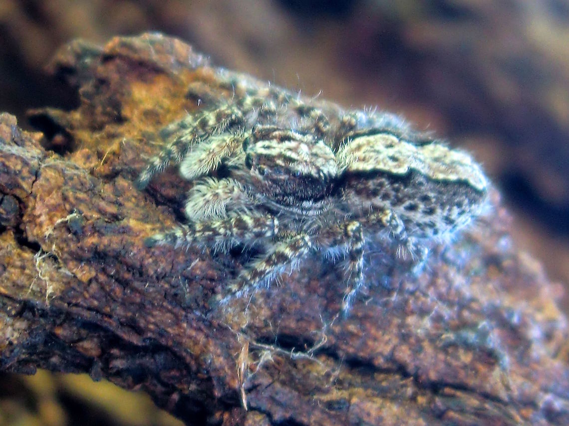 Woolly jumper (Servaea incana) These small but robust spiders enjoy good camouflage on the bark of large eucalyptus.<br />
About 10mm long. Australia,Geotagged,Servaea incana,Summer
