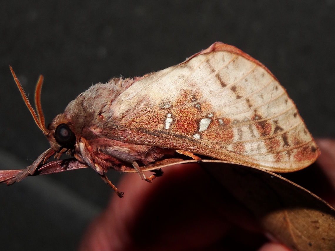 Hepialid moth (Oxycanus dirempta) This shows the variability and difficulty with identifying this species. <br />
See previous above. Australia,Fall,Geotagged,Oxycanus dirempta