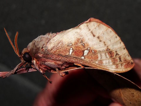 Hepialid moth (Oxycanus dirempta) This shows the variability and difficulty with identifying this species. 
See previous above. Australia,Fall,Geotagged,Oxycanus dirempta