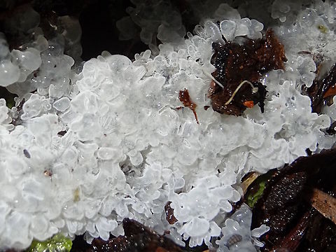 Crystal slime mold (Ceratiomyxa fruticulosa) This one is just starting to form it's characteristic shapes.
Found under a damp log in a local national park rainforest.
An hour later here... http://www.jungledragon.com/image/38398/crystal_slime_mold_ceratiomyxa_fruticulosa.html Australia,Ceratiomyxa fruticulosa,Fall,Geotagged