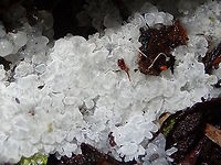 Crystal slime mold (Ceratiomyxa fruticulosa) This one is just starting to form it's characteristic shapes.<br />
Found under a damp log in a local national park rainforest.<br />
An hour later here... http://www.jungledragon.com/image/38398/crystal_slime_mold_ceratiomyxa_fruticulosa.html Australia,Ceratiomyxa fruticulosa,Fall,Geotagged