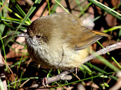 Brown thornbil (Acanthiza pusilla) This little bird was either unafraid of humans or wasn't feeling too well as I was able to move within a couple of metres to take this shot. Acanthiza pusilla,Australia,Brown thornbill,Fall,Geotagged