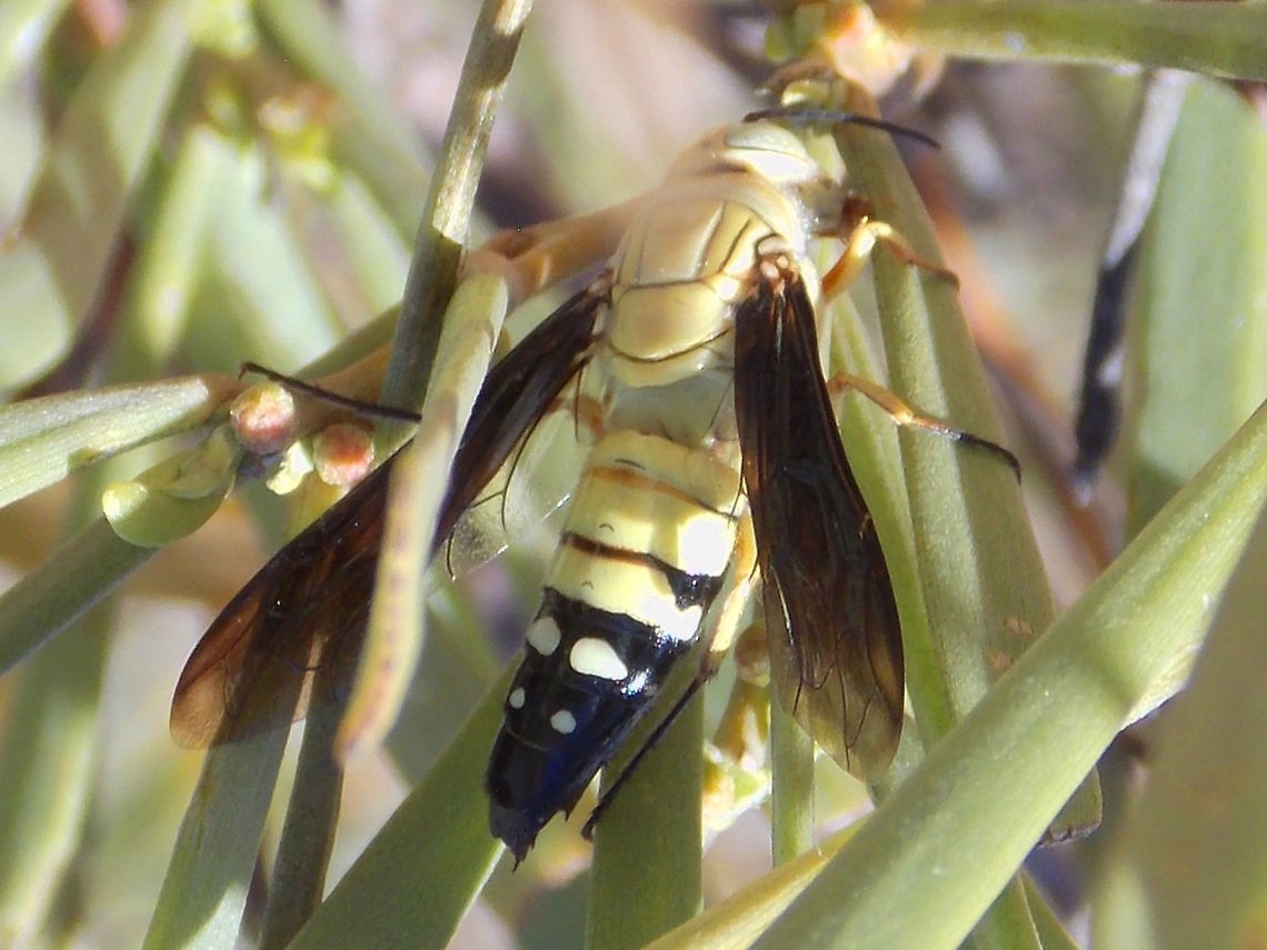 Pale western flower wasp (Thynnus ventralis) Pale yellow and black desert wasp with dark tinted wings. <br />
On small coastal acacia. The area also had some saltbush and other low scrubby plants.<br />
About 22mm long.<br />
Photo with permission by Phil Mercuri. <br />
Thanks to Leuba Ridgway for the ID <br />
There is a subspecies 'dessicatus' possibility but I can't yet find documentation to determine the differences.  Australia,Fall,Geotagged,Thynninae,Thynnus ventralis