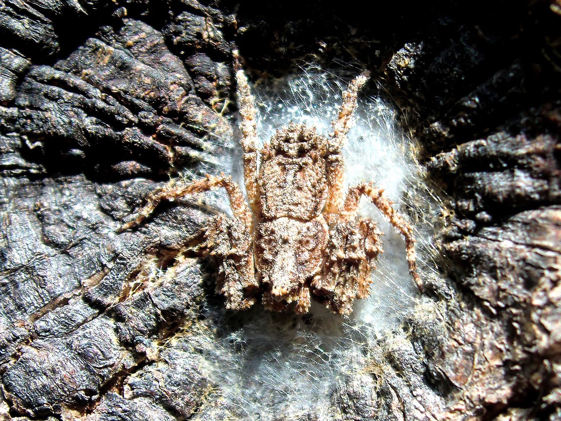 Knobbly crab spider (Stephanopis altifrons) Found in the centre of a 'knot' (where a branch had bee removed) on a rough barked Allocasuarina tree.<br />
About 10mm body length.<br />
 Australia,Geotagged,Knobbly crab spider,Stephanopis altifrons,Summer