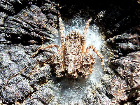 Knobbly crab spider (Stephanopis altifrons) Found in the centre of a 'knot' (where a branch had bee removed) on a rough barked Allocasuarina tree.
About 10mm body length.
 Australia,Geotagged,Knobbly crab spider,Stephanopis altifrons,Summer