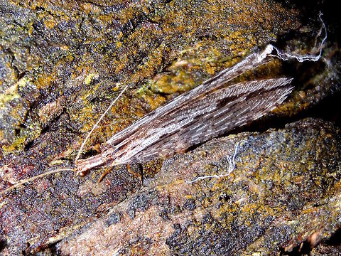 Tasman's Lacewing (Micromus tasmaniae) At approximately 30mm long this brown lacewing was found exploring the bark of a local eucalyptus.
Gum tree trunk in local parkland.
Almost the only arthropod seen in the area. 
Hemerobiidae are a family of plain insects usually about 15 to 30mm long and commonly known as 'Brown Lacewings'. 
It's a good disguise for bark.  Australia,Fall,Geotagged,Micromus tasmaniae,Tasmans lacewing