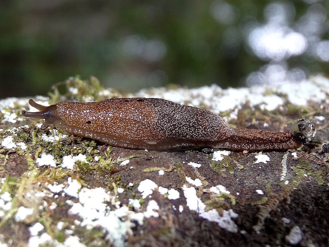Native land slug (Cystopelta purpurea) About 40mm long<br />
I am curious about the mucous ball attached to the rear end.<br />
Found on a moist log in a local national park.<br />
(Changed name from C astra to C purpurea on information from Kevin Bonham) Australia,Cystopelta,Cystopelta purpurea,Geotagged,Summer