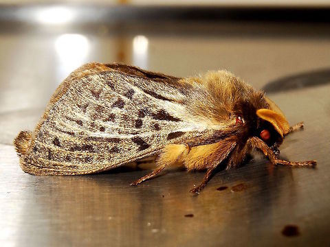 Oxycanus Grub (Oxycanus antipoda) A medium sized moth found on a vehicle next to the local national park. 
About 35mm long Australia,Fall,Geotagged,Oxycanus antipoda